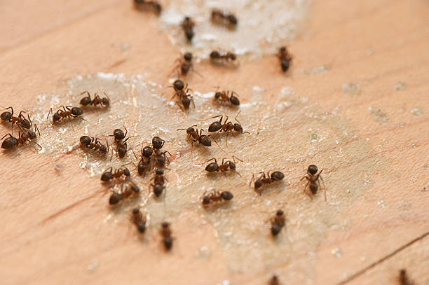 Best Best Pest Control Companies  in Killian, LA