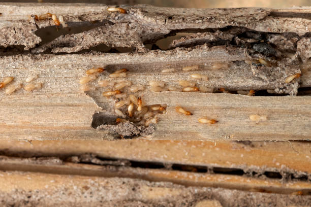 Best Bed Bug Extermination  in Killian, LA